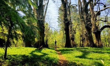 Harry Potter and the Deathly Hallows: Part 2